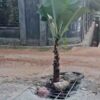 Kecewa Jalan Rusak Tak Kunjung Diperbaiki, Warga Kendari Tanam Pohon Pisang di Tengah Jalan