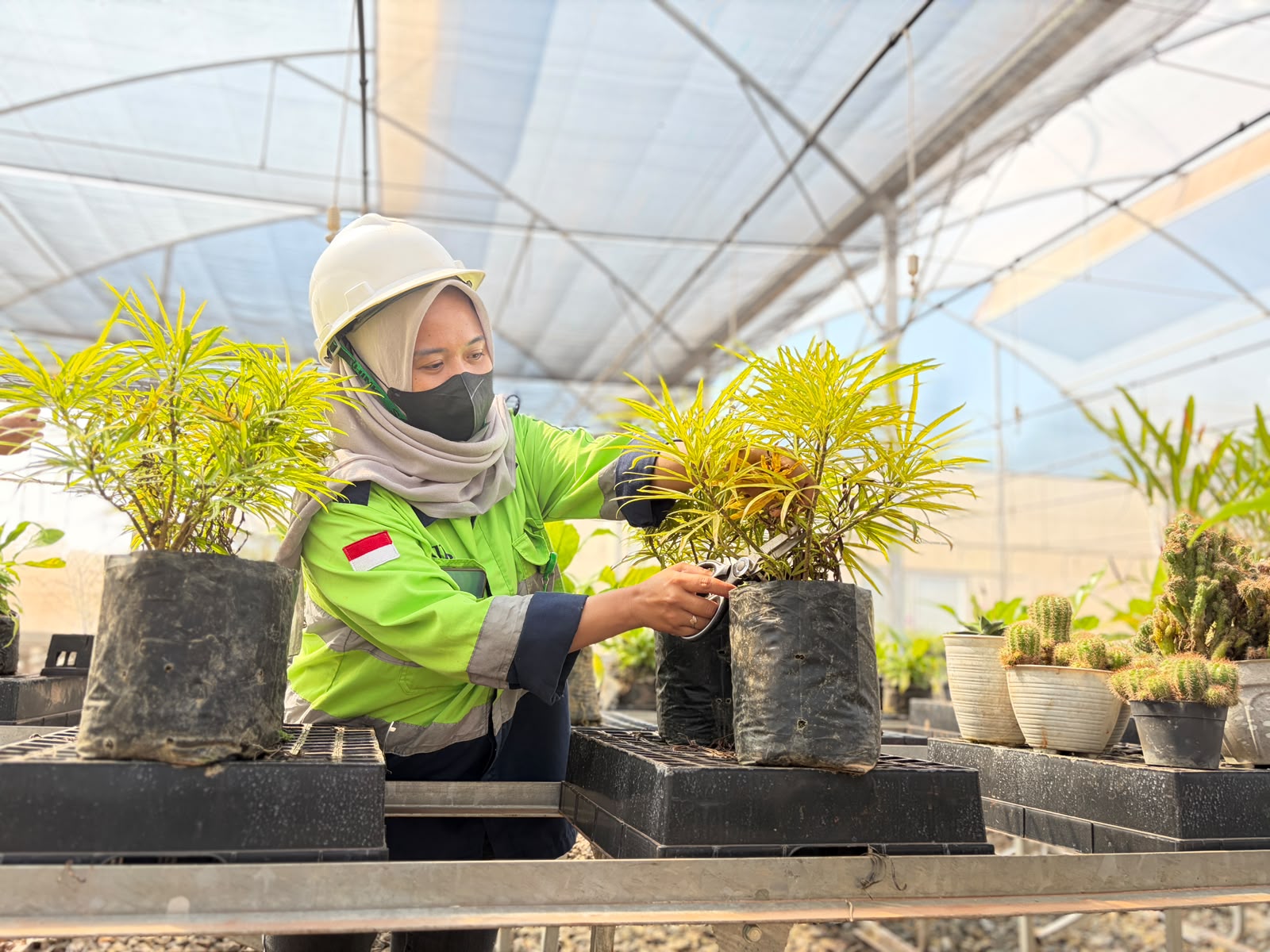 Nursery yang Menantang Deforestasi, Ikhtiar Menghidupkan Kembali Hutan Bumi Anoa Nursery yang Menantang Deforestasi, Ikhtiar Menghidupkan Kembali Hutan Bumi Anoa
