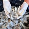 Pengiriman Sarang Burung Walet Sultra Agustus 2026 Capai 2,2 Ton, Nilai Ekonomi Rp11,3 Miliar