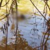 Sempat Diseret Buaya, Jasad Tanpa Kepala dan Lengan Ditemukan di Sungai Konut