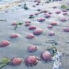 Ribuan Ubur-Ubur Merah Muda Terdampar di Pesisir Talaga Besar Buteng