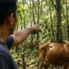 9 Sapi Warga Konsel Diduga Dicuri, 6 Ekor Ditemukan Terikat di Hutan