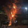 Pohon Besar di BTN Unhalu Kendari Hangus Terbakar Dini Hari