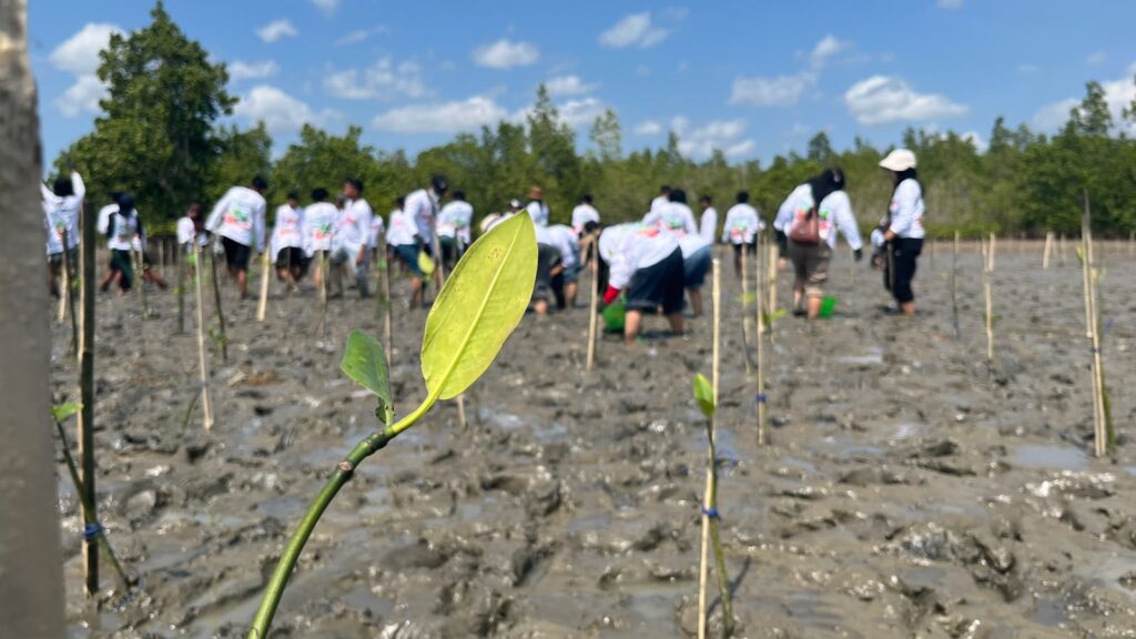 Penanaman 800 bibit mangrove di pesisir Desa Ranooha Raya, Kecamatan Moramo, Kabupaten Konawe Selatan (Konsel), Sulawesi Tenggara (Sultra).
