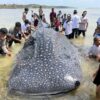 Hiu Paus Seberat 5 Ton Terdampar dalam Kondisi Mati di Wakatobi, Evakuasi Terkendala Air Surut