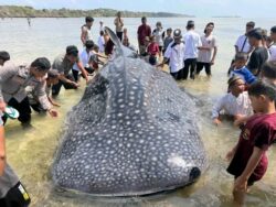 Hiu Paus Seberat 5 Ton Terdampar dalam Kondisi Mati di Wakatobi, Evakuasi Terkendala Air Surut
