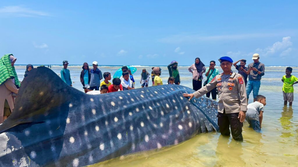 Seekor hiu paus yang terdampar di wilayah perairan Desa Matahora, Kecamatan Wangiwangi Selatan, Kabupaten Wakatobi.