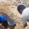 Bangkai Anak Hiu Paus yang Ditemukan di Pantai Pulau Kelapa Kendari Dikuburkan