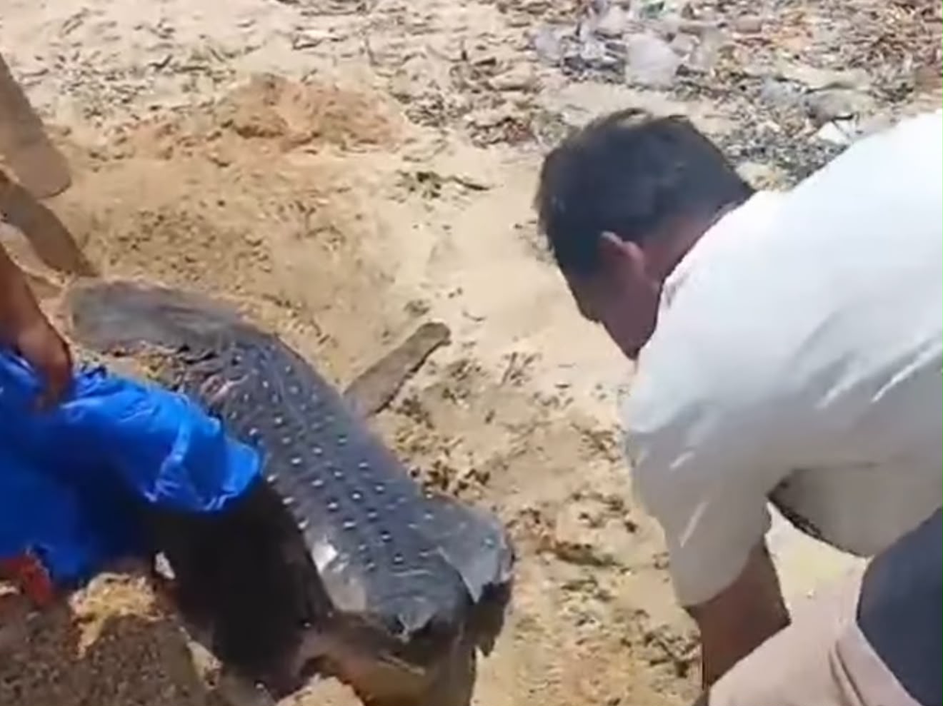 Bangkai Anak Hiu Paus yang Ditemukan di Pantai Pulau Kelapa Kendari Dikuburkan Bangkai Anak Hiu Paus yang Ditemukan di Pantai Pulau Kelapa Kendari Dikuburkan