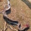 Warga Temukan Ular Piton 5 Meter Lagi Lilit Babi di Kolasa, Muna