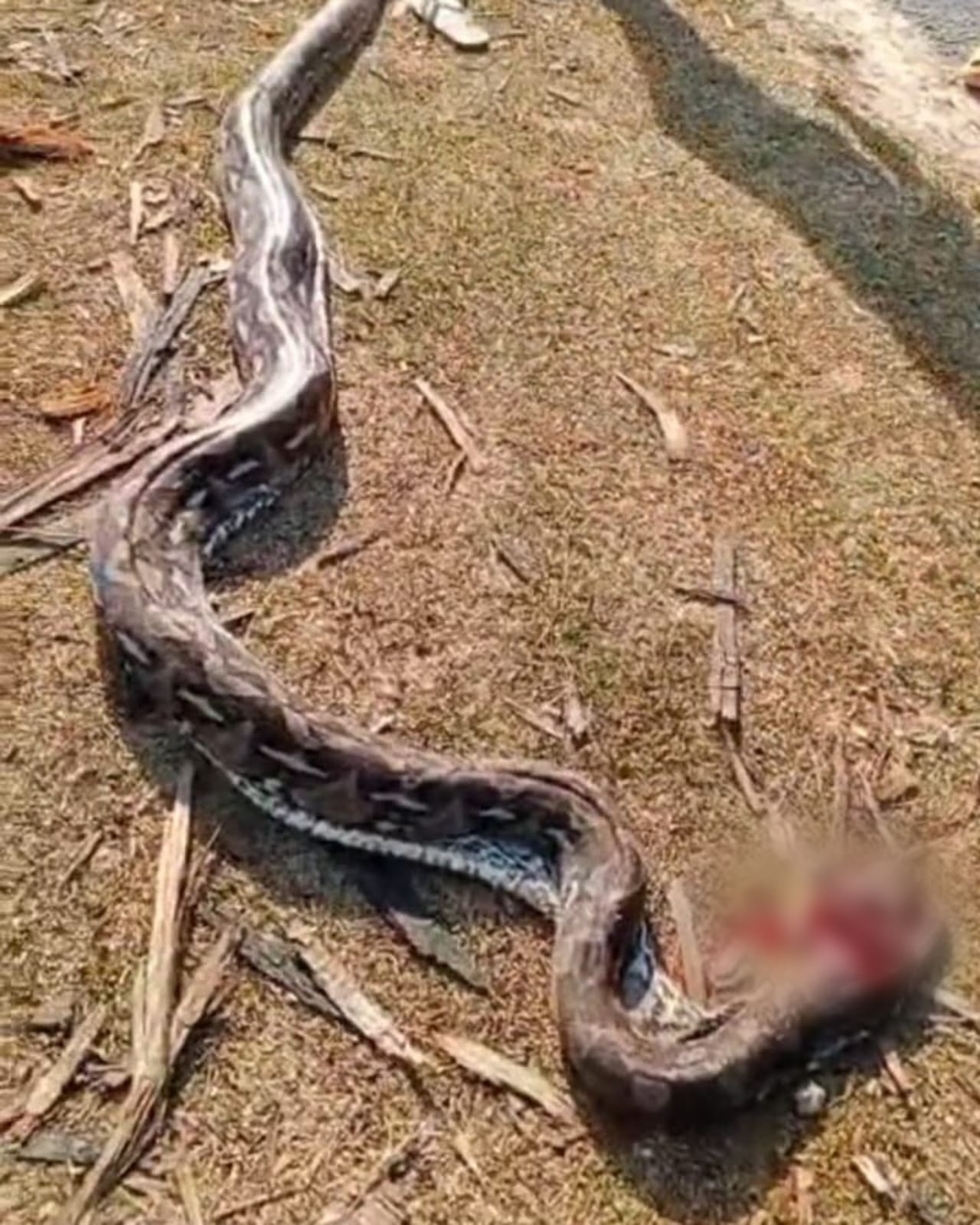 Warga Temukan Ular Piton 5 Meter Lagi Lilit Babi di Kolasa, Muna Warga Temukan Ular Piton 5 Meter Lagi Lilit Babi di Kolasa, Muna