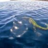 Buaya Berukuran Besar Terekam Berenang di Perairan Kadatua Busel