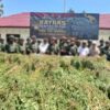 Satgas TNI Sultra Temukan 21 Ribu Batang Ganja Diduga Siap Panen di Papua Pegunungan