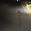 Buaya Kerdil Muncul di Jalan Kolaka Dini Hari, Warga Rekam Malah Kencing