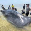 Hiu Paus Terdampar di Perairan Wakatobi, Ini Analisis BMKG Maritim Kendari