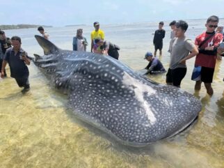 Hiu Paus Terdampar di Perairan Wakatobi, Ini Analisis BMKG Maritim Kendari