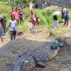 Warga Koltim Tangkap Buaya 7 Meter yang Resahkan Masyarakat