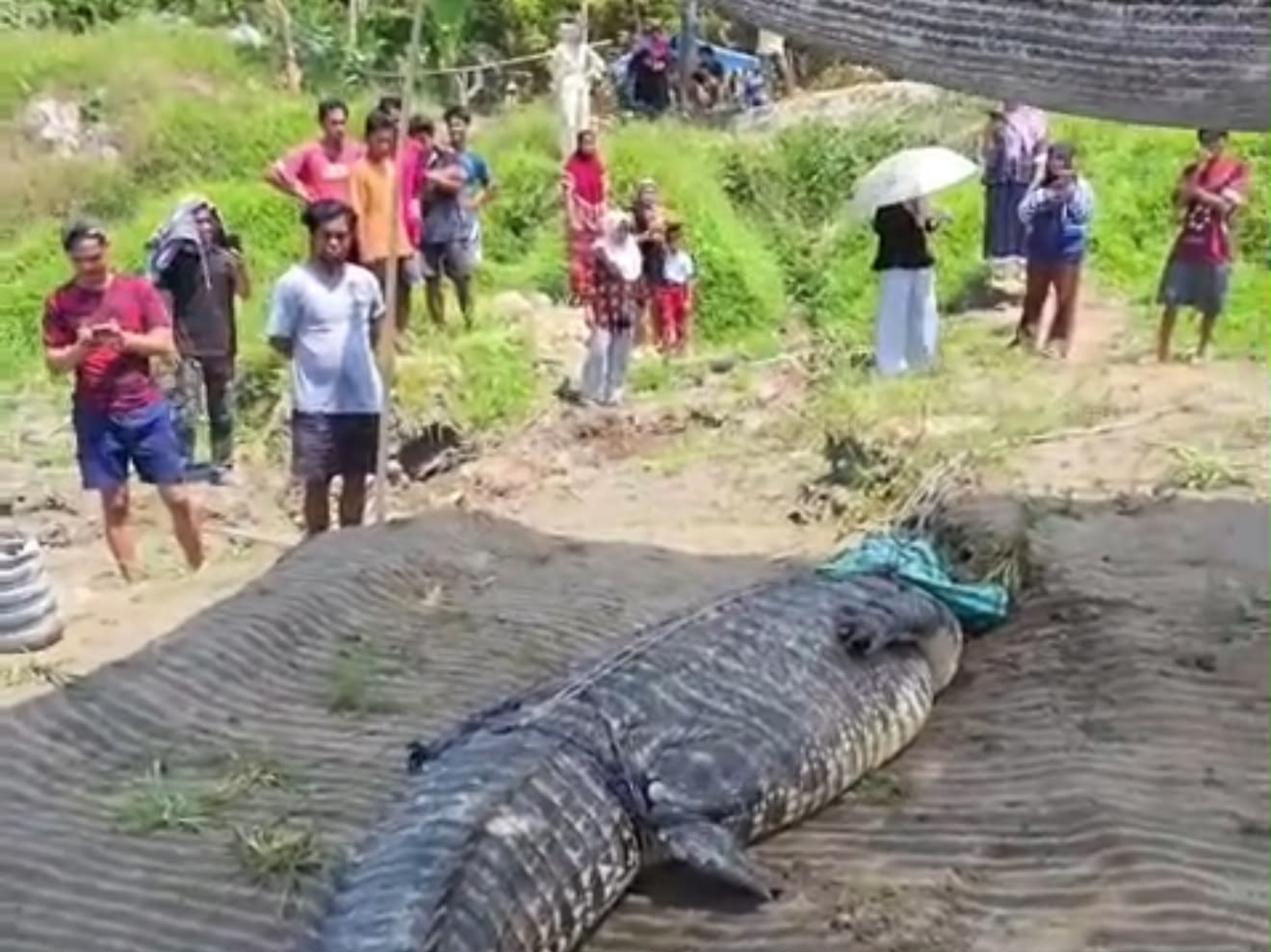 Warga Koltim Tangkap Buaya 7 Meter yang Resahkan Masyarakat Warga Koltim Tangkap Buaya 7 Meter yang Resahkan Masyarakat