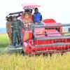 9 Hektare Sawah di Kendari Tetap Panen meski Kekeringan