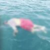 Mayat Pria yang Ditemukan Mengapung di Perairan Bombana Ternyata Nelayan Berusia 70 Tahun