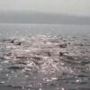 Viral Rekaman Gerombolan Ikan Hiu di Selat Kadatua – Topa Busel, Netizen Ikut Heran