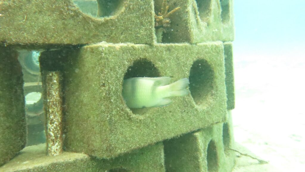 Seekor ikan saat bereng di sekitar fish apartemen milik PT DSSP Power Kendari.