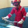 Biawak Masuk Toilet Pesantren di Baubau, Dievakuasi Damkarmat dalam 7 Menit