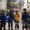 Ular Kobra 2 Meter Dievakuasi dari Rumah Warga di Baubau