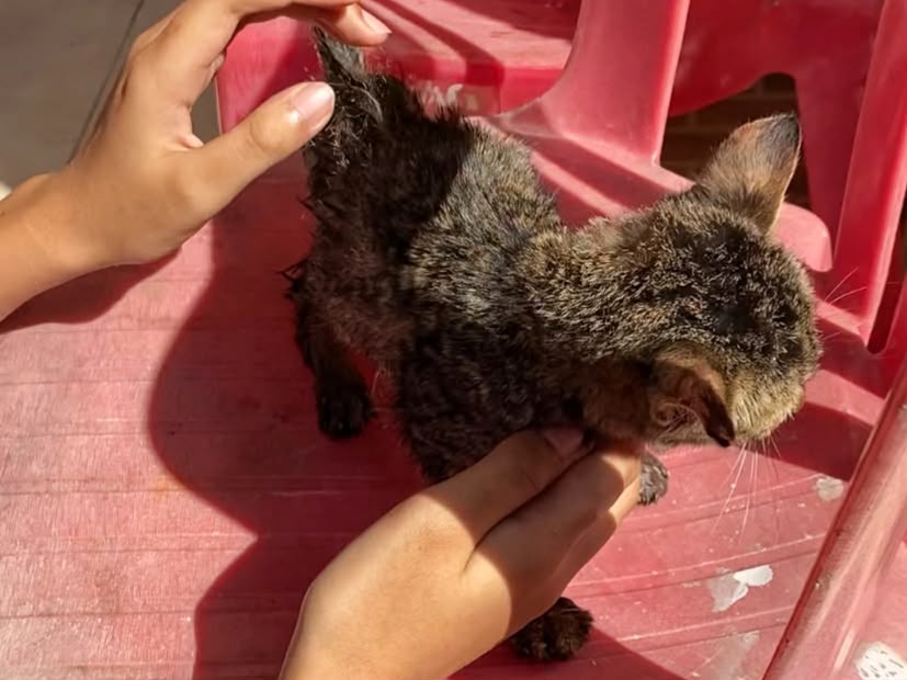 Anak kucing yang berhasil diselamatkan Damkarmat Baubau usai terjatuh di sumur sedalam 28 meter di Kelurahan Lanto, Kecamatan Batupoaro, Kota Baubau.