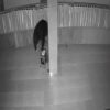 Aksi Maling Bobol Kotak Amal Masjid Nur Iman, Punggolaka Kendari Terekam CCTV