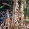 Mobil Terios Nyungsep ke Kebun Warga di Pondidaha Konawe, Sopir dan Penumpang Selamat